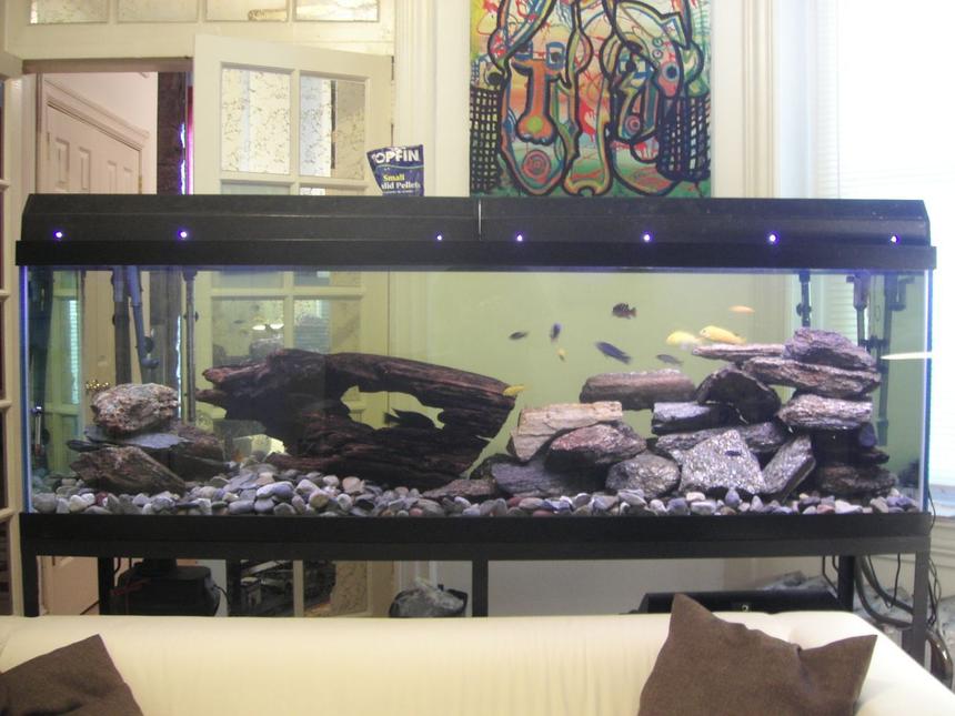 Rated #1801: 125 Gallons Freshwater Fish Tank - I purchased this tank, lights, filters and stand for $200 on craigslist.  The wood and large rocks are from the a stream here in Philadelphia.  They have some pretty unique iridescent flecks in them.  I don't know what kind of stone it is.  Anyhow, not a bad setup for a tight budget eh?