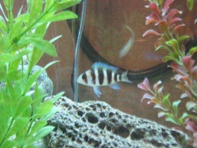 freshwater fish - cyphotilapia frontosa - frontosa cichlid stocking in 60 gallons tank - My frontosa