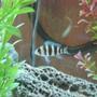 freshwater fish - cyphotilapia frontosa - frontosa cichlid stocking in 60 gallons tank - My frontosa
