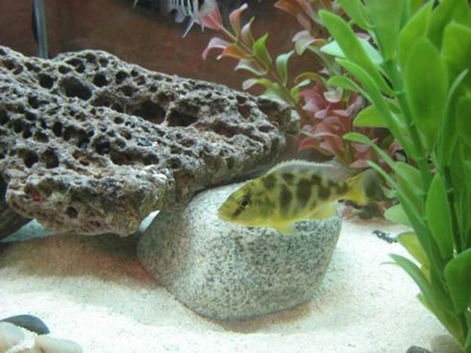 freshwater fish - nimbochromis venustus - venustus cichlid stocking in 60 gallons tank - My Haplocromis Venustus