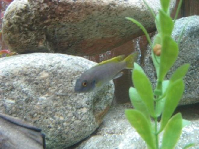 freshwater fish - pseudotropheus acei - acei cichlid stocking in 60 gallons tank - My Psuedotsopeus Acei