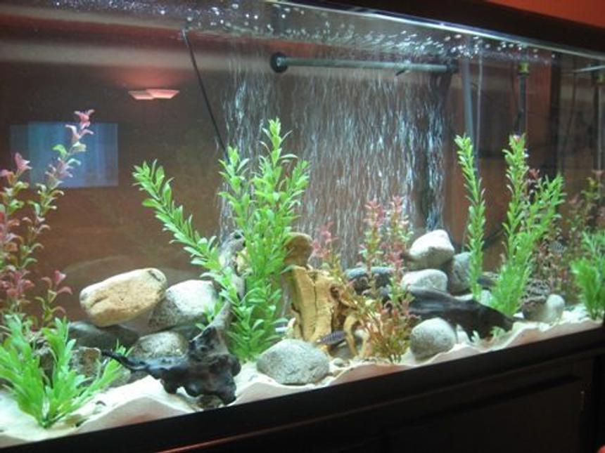 Rated #1383: 60 Gallons Freshwater Fish Tank - New 60 gallon mixed african cichlid tank . I'm running a fluval 303 canister. I have some driftwood and some large rocks from backyard, small hand polished rocks spread around the tank, fake plants and 3 1/2 bags of aragonite sand. Please tell me what you think and if you have suggestions to make better.
Thanx