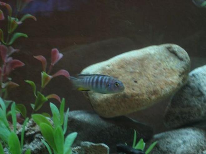 freshwater fish - pseudotropheus elongatus - chewere stocking in 60 gallons tank - My Chewere Elongatus