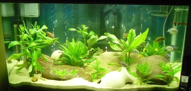 50 gallons freshwater fish tank (mostly fish and non-living decorations) - Red Jewels, Red Empress, Electric Yellows, Jack Dempsey, Blue Acei, Convict, Golden Algae Eaters, Bristlenose, Electric Blue Yabby, few other types