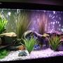 fish tank picture - pic 2