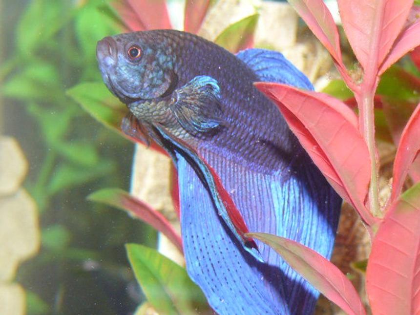 Rated #98: Freshwater Fish - Betta Splendens - Betta - Male Stocking In 33 Gallons Tank - Siamese Fighter fish