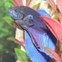 freshwater fish - betta splendens - betta - male stocking in 33 gallons tank - Siamese Fighter fish