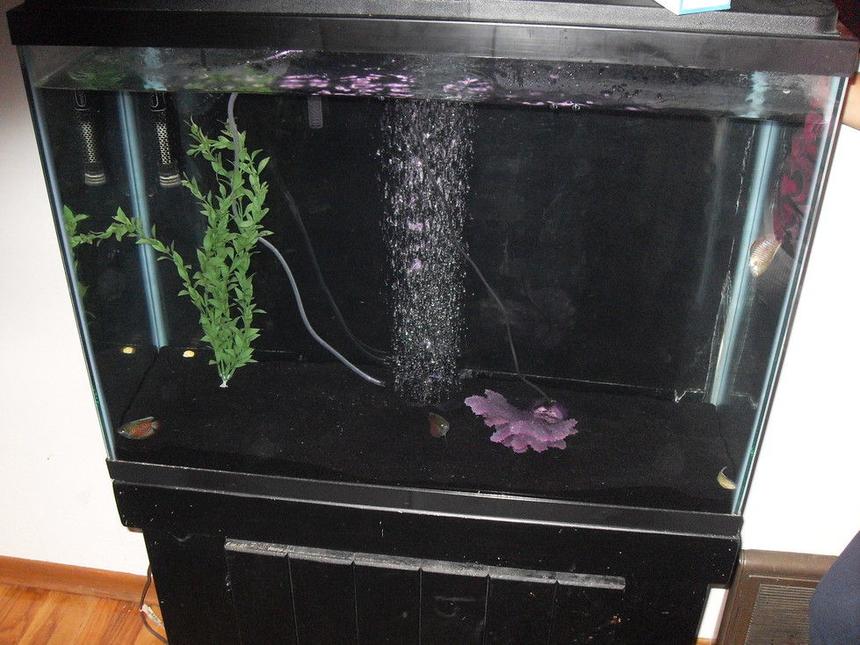 Rated #4236: 40 Gallons Freshwater Fish Tank - 40g Tank with 2 dwarf gouramis