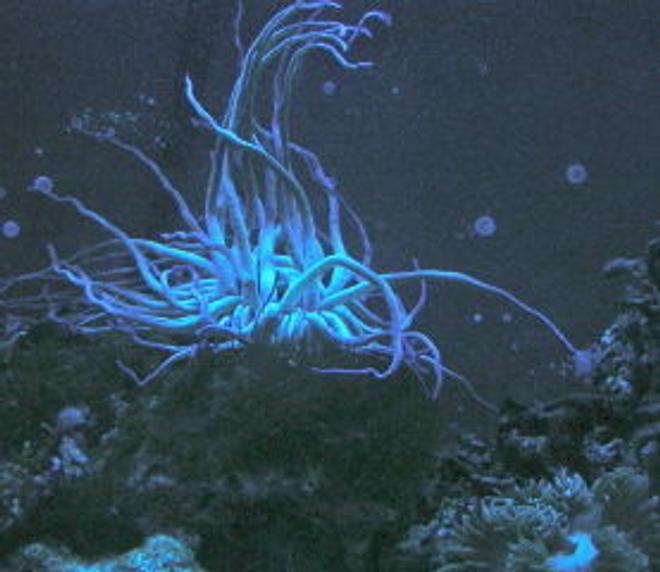 corals inverts - condylactis gigantea - condy anemone stocking in 75 gallons tank - a pic of my condy and flat brown