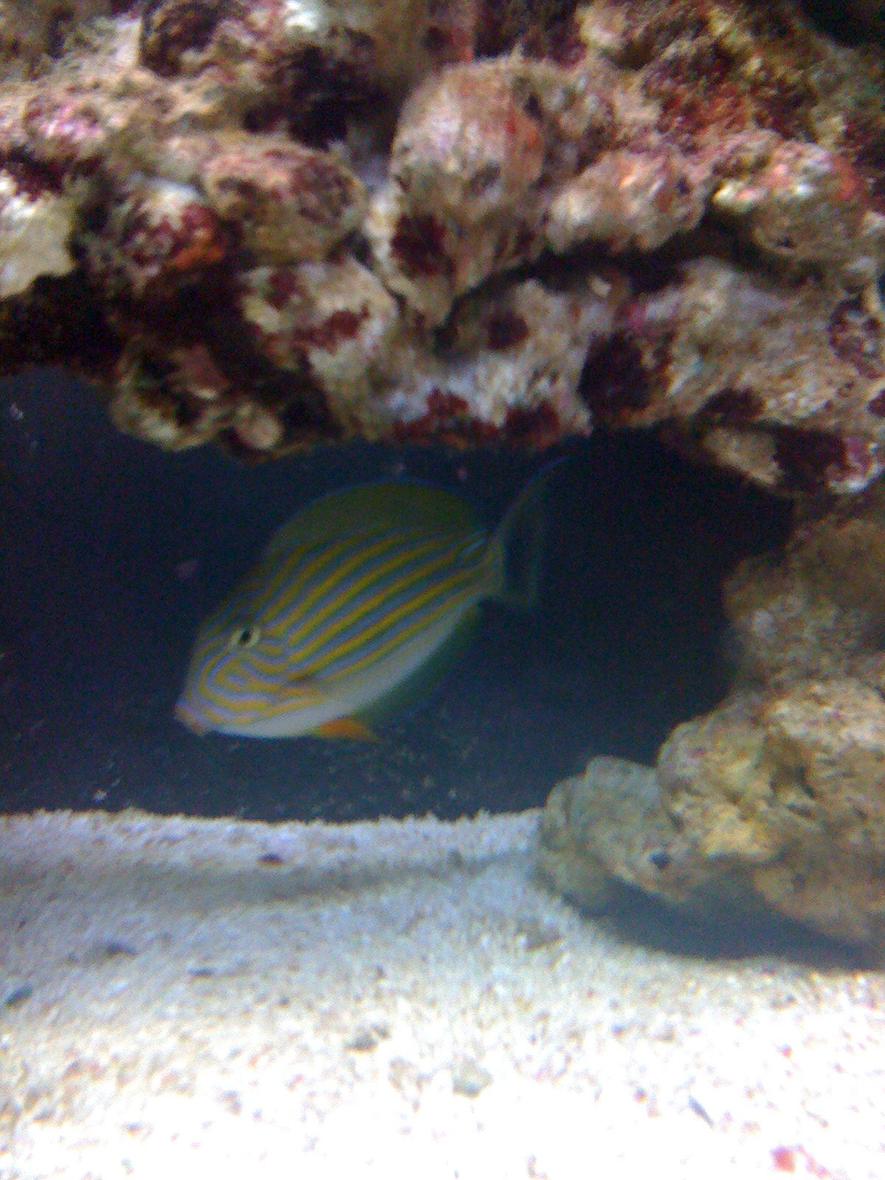 saltwater fish - acanthurus lineatus - clown tang stocking in 43 gallons tank - this is clowny my clown tang !