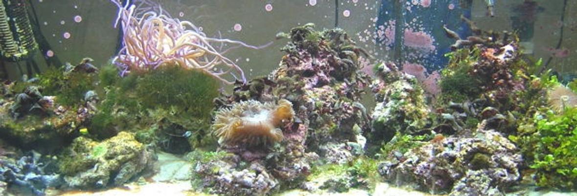 fish tank picture - my 75 reef
