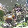 fish tank picture - my 75 reef