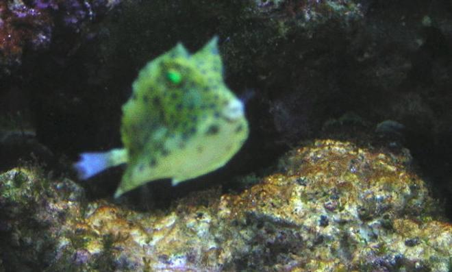 saltwater fish - lactoria cornuta - longhorn cowfish stocking in 75 gallons tank - my short horned gnarled cow fish