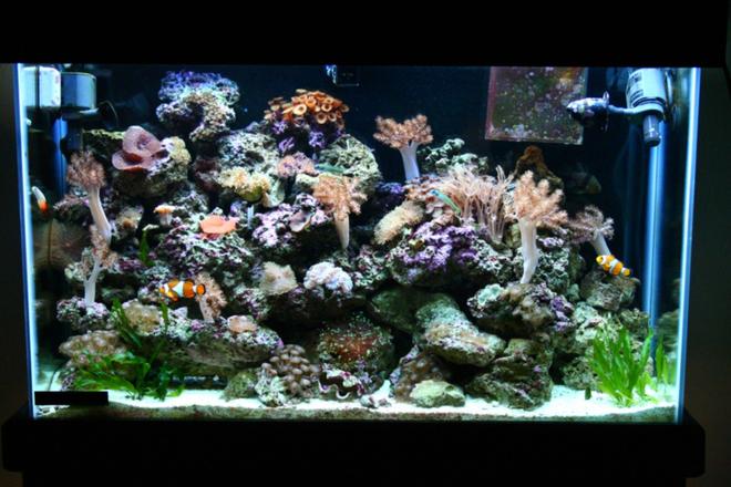 45 gallons reef tank (mostly live coral and fish) - 1 year old 45 gallon tank.