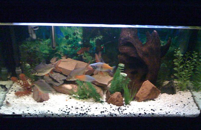 57 gallons freshwater fish tank (mostly fish and non-living decorations) - All non-living plants, few fish (just started) and some river-rock style gravel.  Using a Fluval 304 canister filter with full biomax media.
