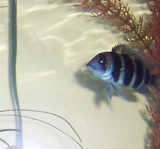 freshwater fish - cyphotilapia frontosa - frontosa cichlid stocking in 75 gallons tank - Young Frontosa 2.5 Inches.