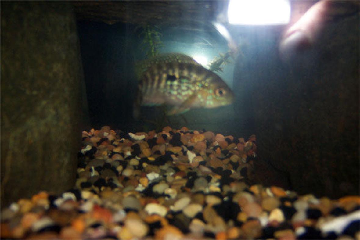 freshwater fish - nandopsis octofasciatum - jack dempsey stocking in 75 gallons tank - Young Jack Dempsey