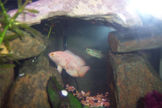 freshwater fish - astronotus ocellatus - albino oscar stocking in 75 gallons tank - Young Albino Oscar and a young Green Jewel Cichlid