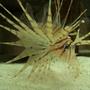 saltwater fish - pterois russelli - russell's lionfish stocking in 120 gallons tank - Russell's Lion