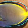 saltwater fish - acanthurus japonicus - powder brown tang stocking in 120 gallons tank - Powder Brown Tang