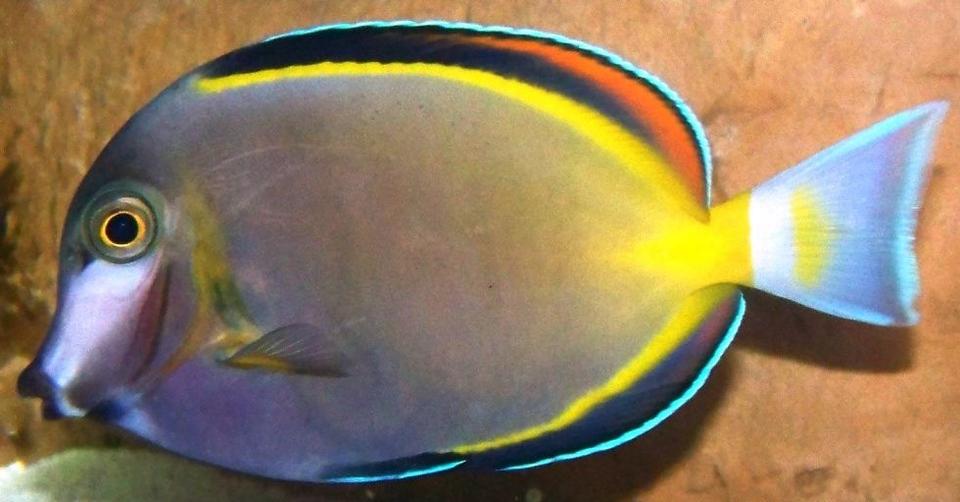 saltwater fish - acanthurus japonicus - powder brown tang stocking in 120 gallons tank - Powder Brown Tang