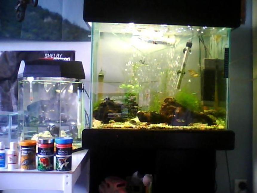 Rated #2158: Planted Tank - Community Fish And Plants