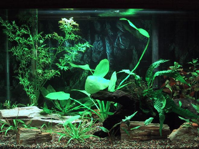 20 gallons planted tank (mostly live plants and fish) - 03-09-2009 - Updated picture with additional plants (Red Ludwigia)and one additional piece of wood.  Gave Goldfish back to pet store, bought 3 Otocinclus affinis.