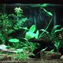 20 gallons planted tank (mostly live plants and fish) - 03-09-2009 - Updated picture with additional plants (Red Ludwigia)and one additional piece of wood. Gave Goldfish back to pet store, bought 3 Otocinclus affinis.