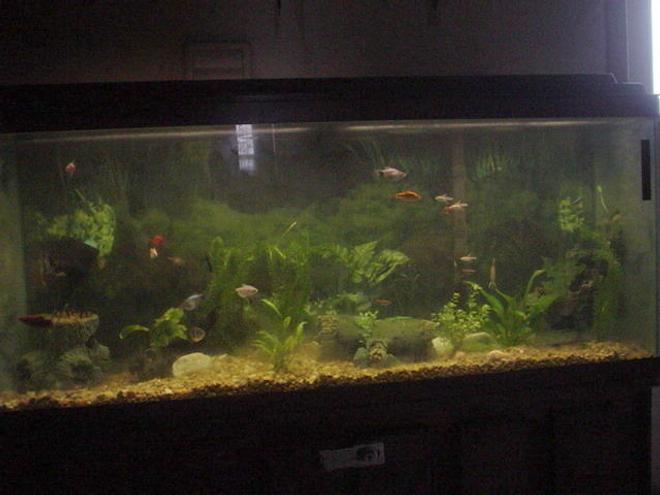 55 gallons planted tank (mostly live plants and fish) - community of tropicals