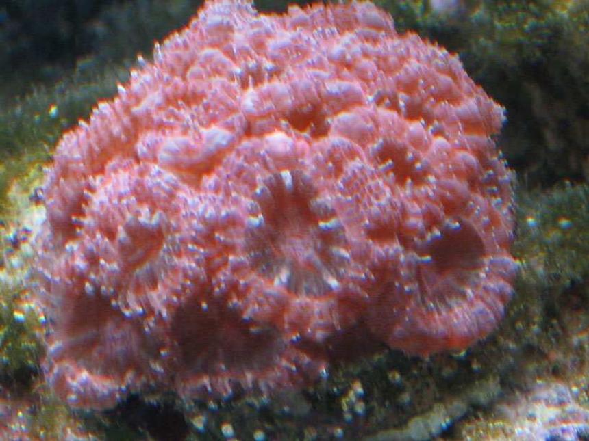 Rated #61: Corals Inverts - Acanthastrea Lordhowensis - Aussie Acan Lord Stocking In 75 Gallons Tank - Pink Acan.  I've never seen another like it.