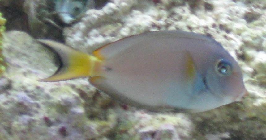 Rated #78: Saltwater Fish - Acanthurus Leucocheilus - White Face Tang Stocking In 75 Gallons Tank - Rare Juvenile Acanthurus Leucocheilus AKA Pale Lipped Surgeon Fish