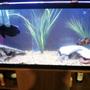 90 gallons freshwater fish tank (mostly fish and non-living decorations) - rearranged