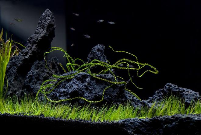 55 gallons planted tank (mostly live plants and fish) - in the beginning stages