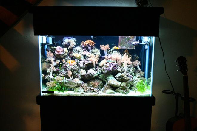 45 gallons reef tank (mostly live coral and fish) - stand