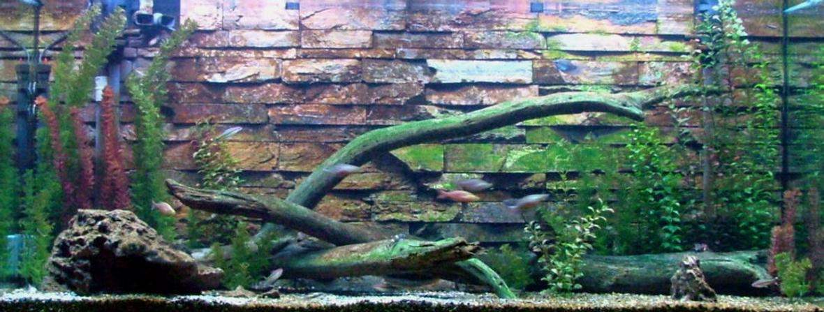 168 gallons freshwater fish tank (mostly fish and non-living decorations) - My custom 168 gallon. Tired of seeing boring backgrounds, I made my own out of real stone. Not satisifed with the store selection of wood, I got two 5 foot logs from one of my favorite trout streams. Now I'm satisfied.