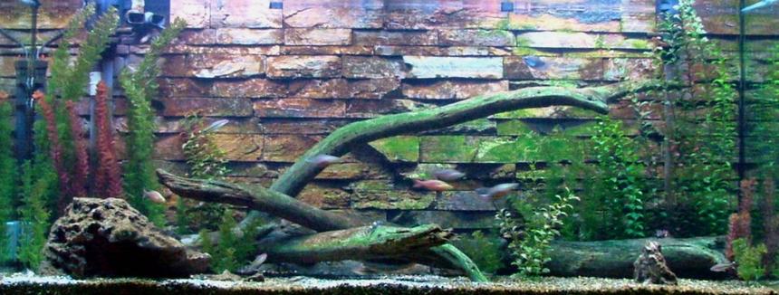 Rated #1081: 168 Gallons Freshwater Fish Tank - My custom 168 gallon.  Tired of seeing boring backgrounds, I made my own out of real stone.  Not satisifed with the store selection of wood, I got two 5 foot logs from one of my favorite trout streams.  Now I'm satisfied.