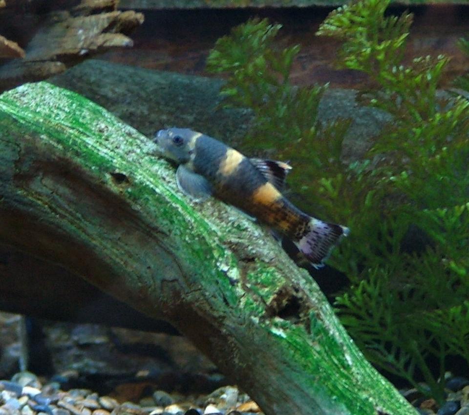freshwater fish - garra flavatra - panda garra stocking in 168 gallons tank - The best algae eaters ever!  Panda Garras never stop, even at night.  They don't hang in the same place on the glass all day like plecos.  Plus they will never outgrow your tank.