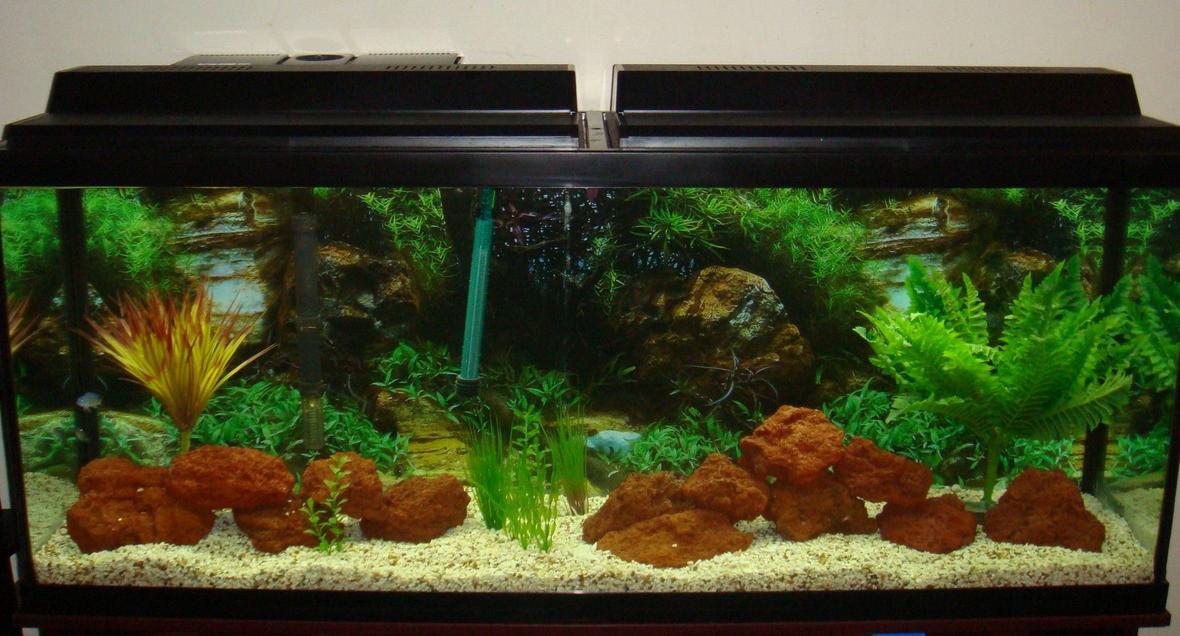 fish tank picture - 55Gallon African Cichlid Tank
