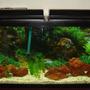 fish tank picture - 55Gallon African Cichlid Tank