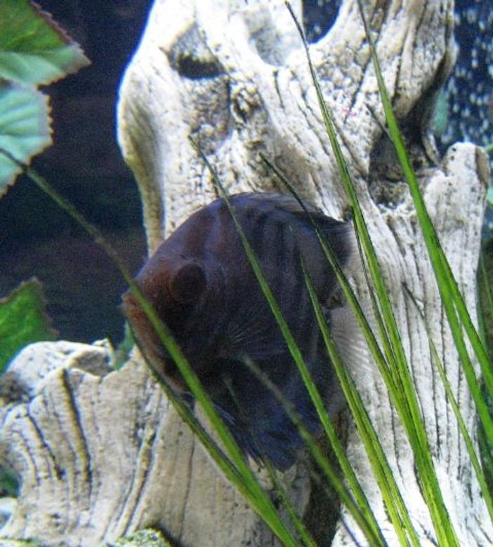 freshwater fish - symphysodon aequifasciata - green discus stocking in 150 gallons tank - Discus Taking Cover