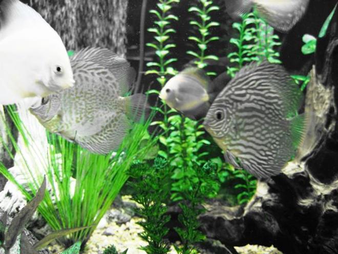 freshwater fish - symphysodon sp. - snakeskin discus stocking in 150 gallons tank - Discus