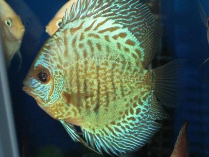 freshwater fish - symphysodon aequifasciata - green discus stocking in 150 gallons tank - Green Discus