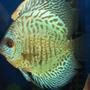 freshwater fish - symphysodon aequifasciata - green discus stocking in 150 gallons tank - Green Discus