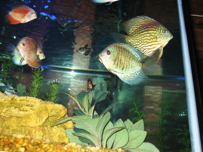 freshwater fish - symphysodon aequifasciata - green discus stocking in 150 gallons tank - Discus
