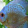 freshwater fish - symphysodon aequifasciata - green discus stocking in 150 gallons tank - Green Discus
