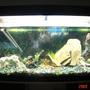 55 gallons freshwater fish tank (mostly fish and non-living decorations) - vision tropical tank