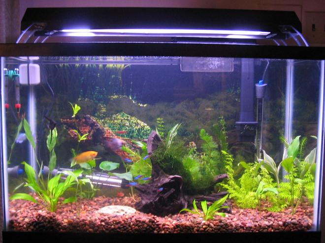 29 gallons planted tank (mostly live plants and fish) - 29 gal. tank w/ 20 fish, 4 shrimp, and 21 plants