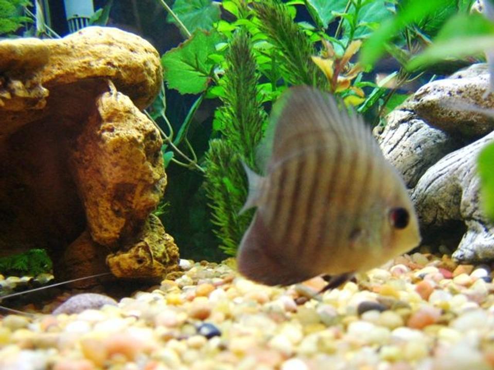 freshwater fish - symphysodon aequifaciatus axelrodi - brown discus stocking in 150 gallons tank - Brown Discus
