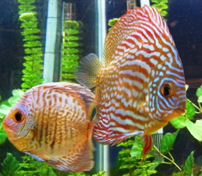 freshwater fish - symphysodon spp. - red turquoise discus stocking in 150 gallons tank - Green and Red Turquoise Discus