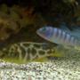 freshwater fish - nimbochromis venustus - venustus cichlid stocking in 65 gallons tank - R.I.P Pombo Rocks & Giraffe Cichlid.